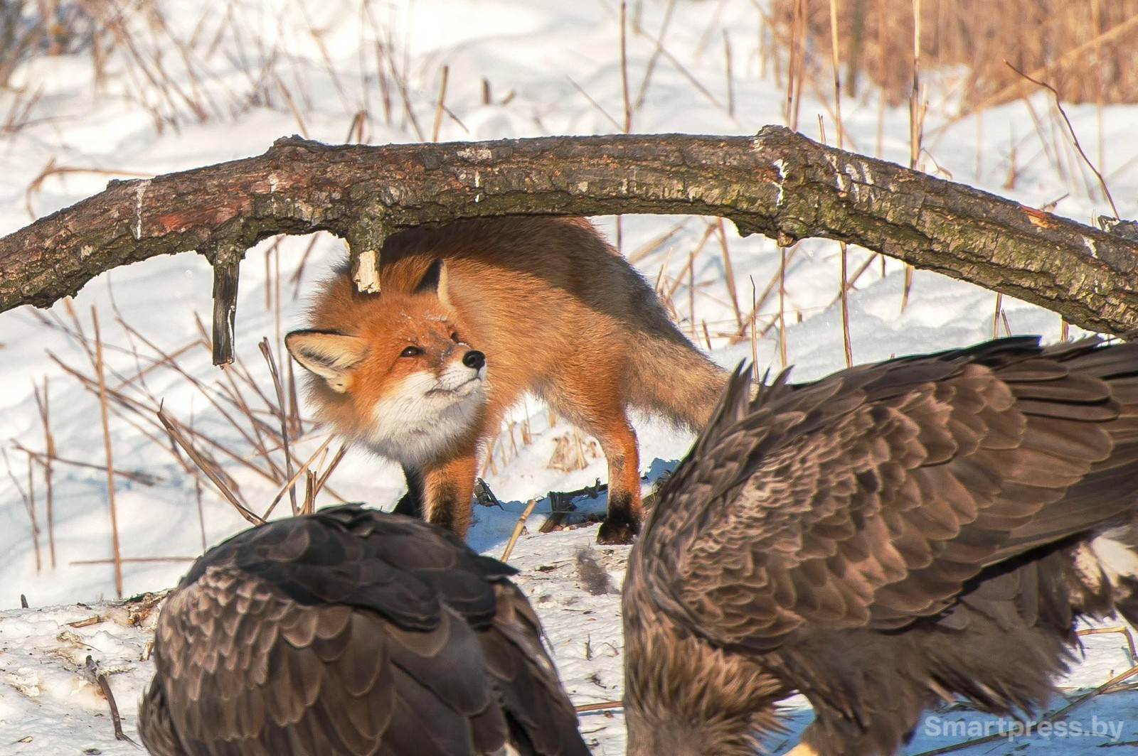23-Лиса пытается отобрать еду у орланов.jpg