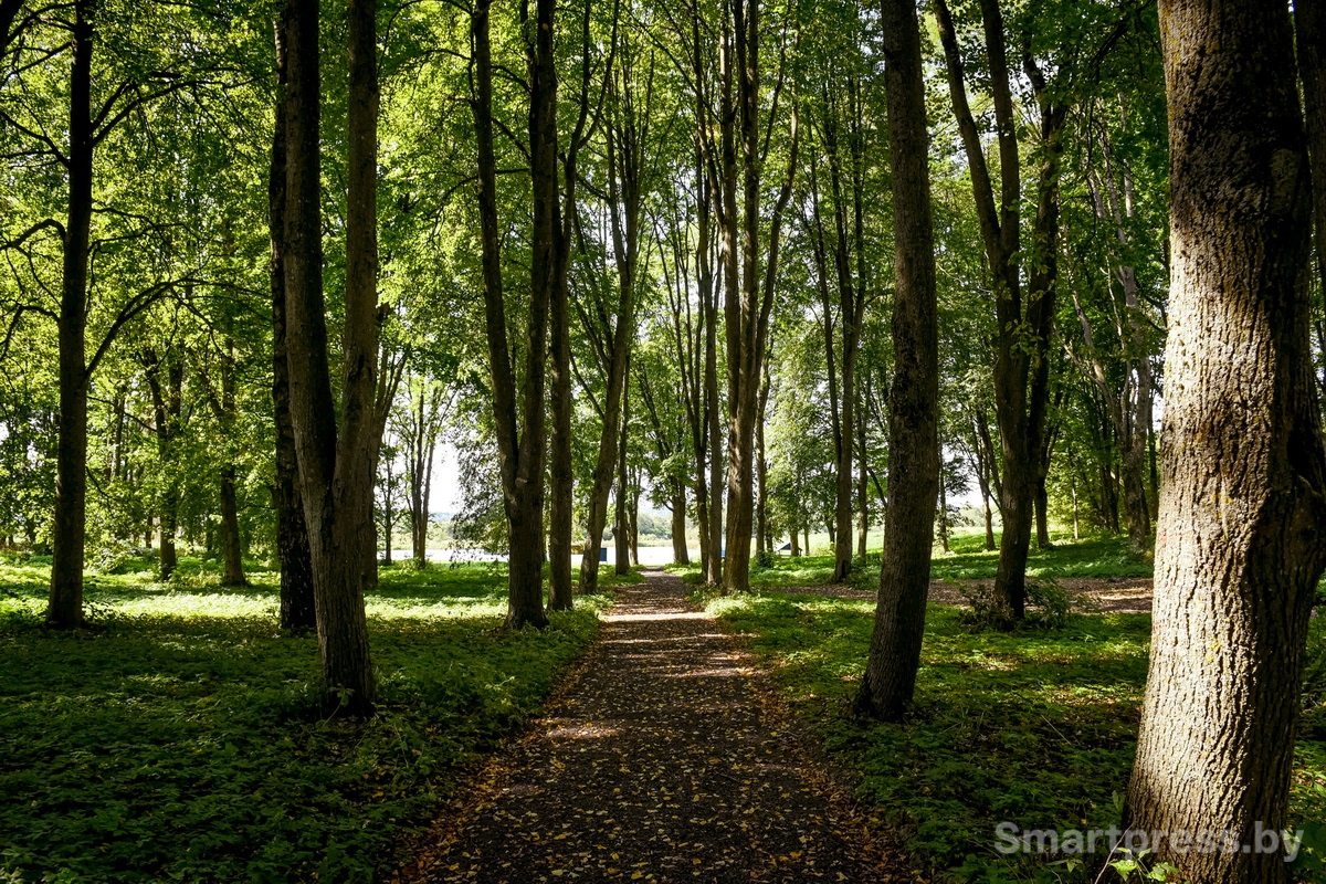 лесной массив