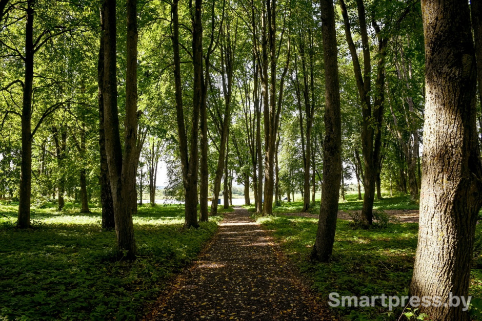 лесной массив