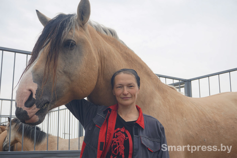 белорусская упряжная лошадь4.jpg