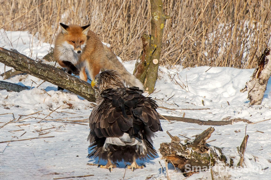 15-Противостояние лисы и орлана-белохвоста.jpg 15-Противостояние лисы и орлана-белохвоста.jpg