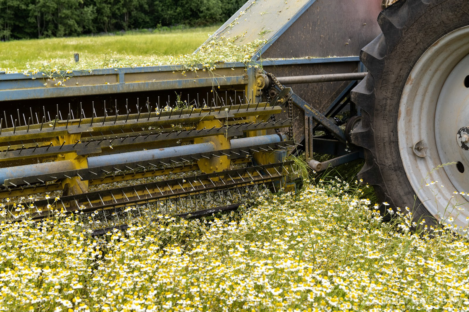 15-Трактор собирает ромашку в деревне Пищалово.jpg