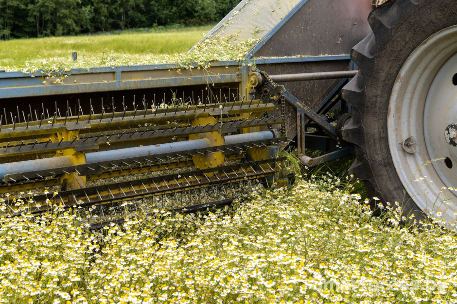 15-Трактор собирает ромашку в деревне Пищалово.jpg