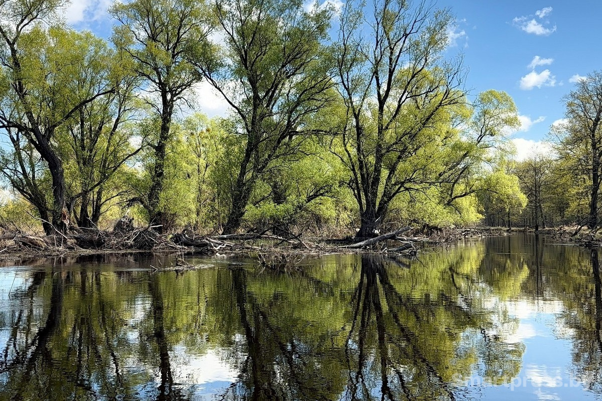 11-Пойменные леса Припяти.jpg