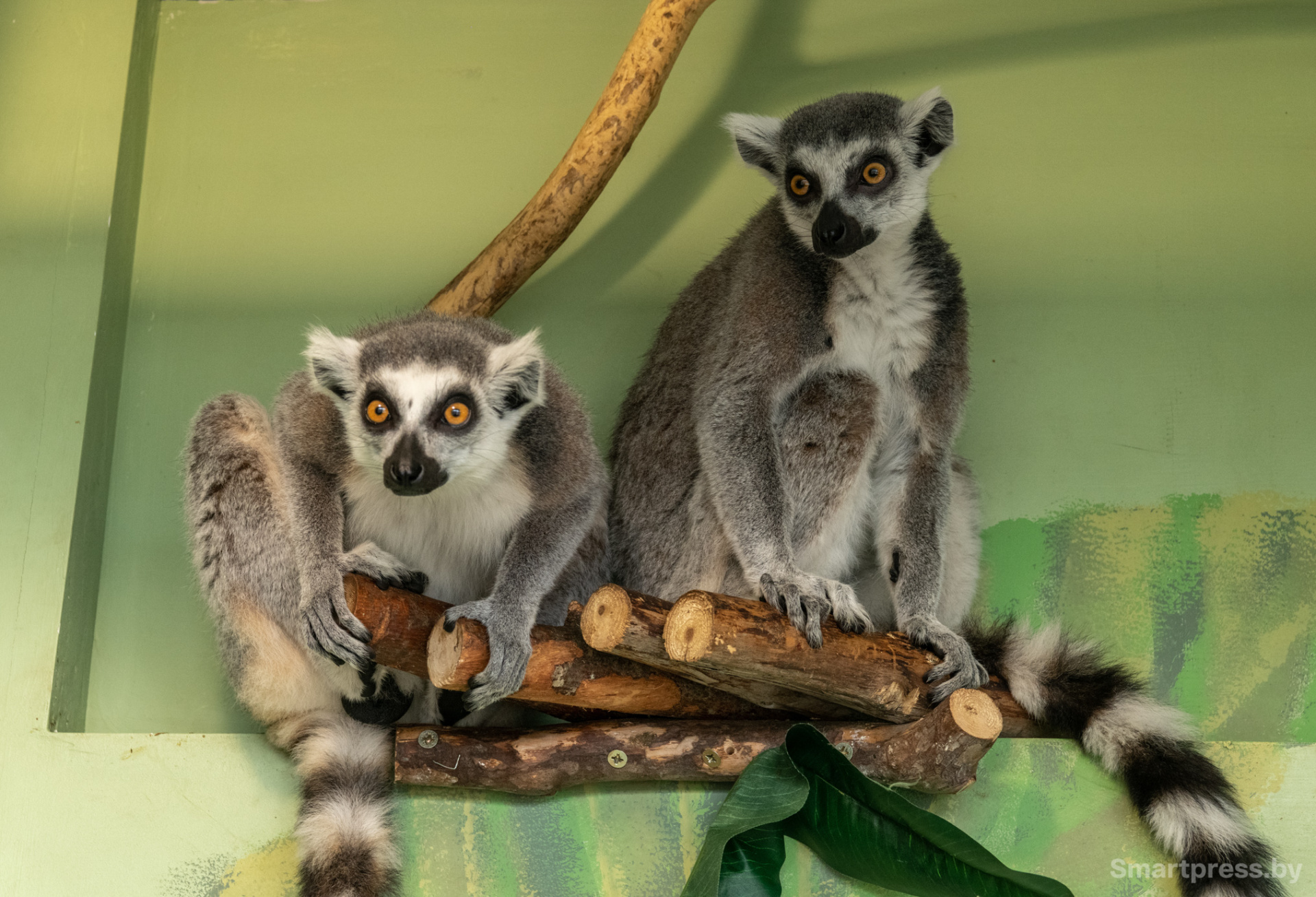 Кошачьи лемуры.jpg