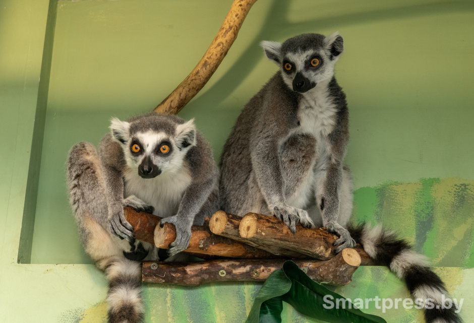 Кошачьи лемуры.jpg