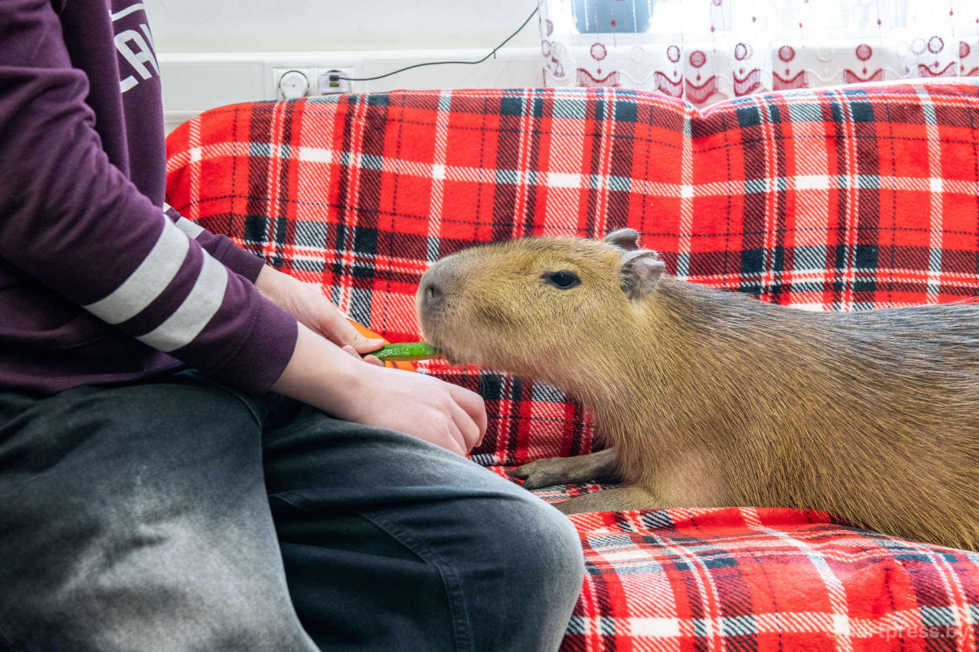 Капибара Капи.jpg