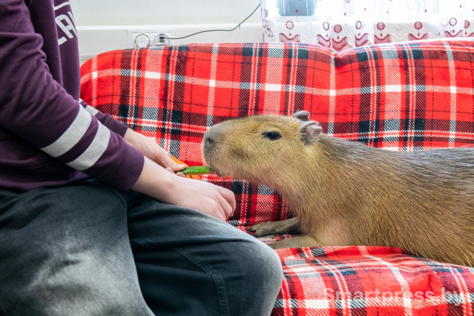 Капибара Капи.jpg