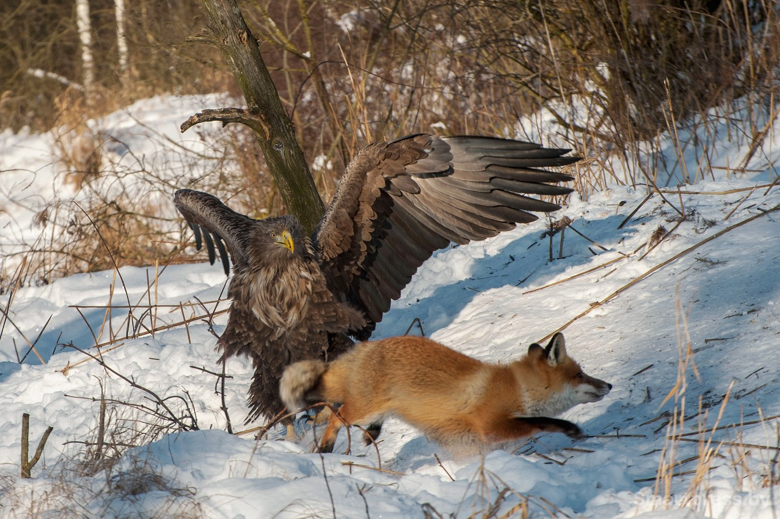 11-Орлан-белохвост отгоняет лису от еды.jpg