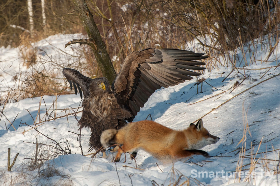 11-Орлан-белохвост отгоняет лису от еды.jpg 11-Орлан-белохвост отгоняет лису от еды.jpg