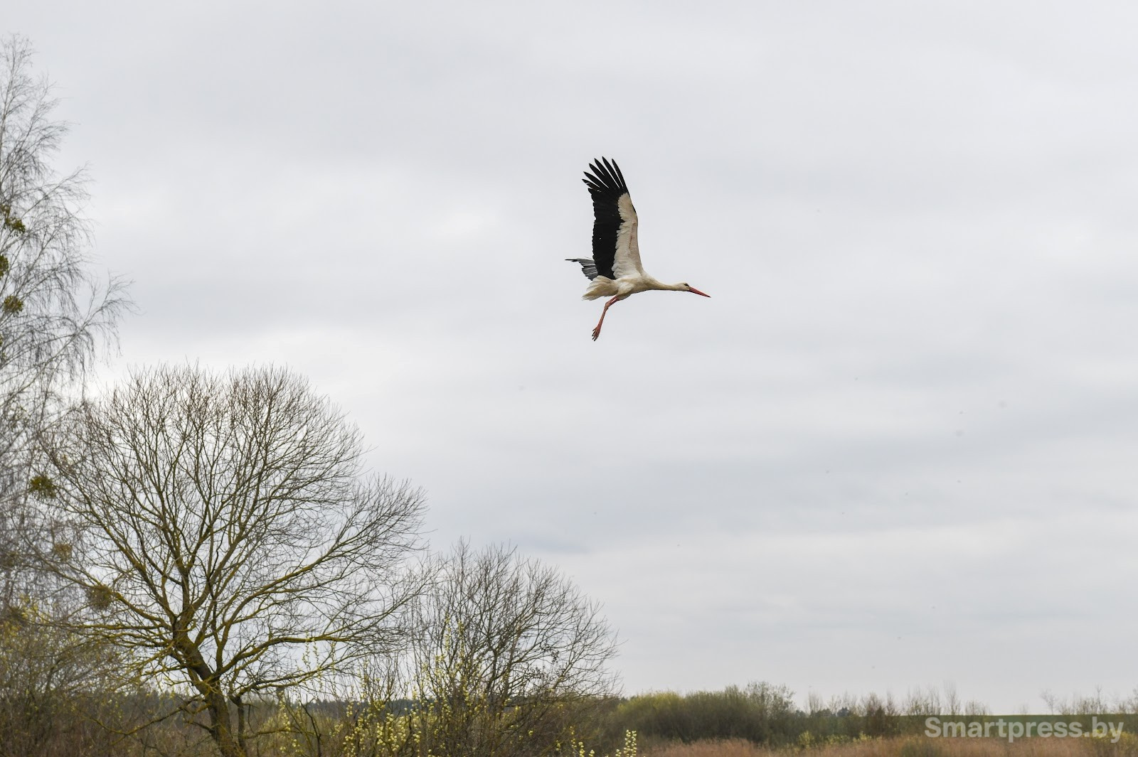 Аист.jpg Аист.jpg