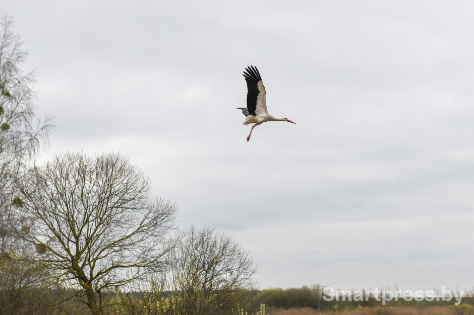 Аист.jpg