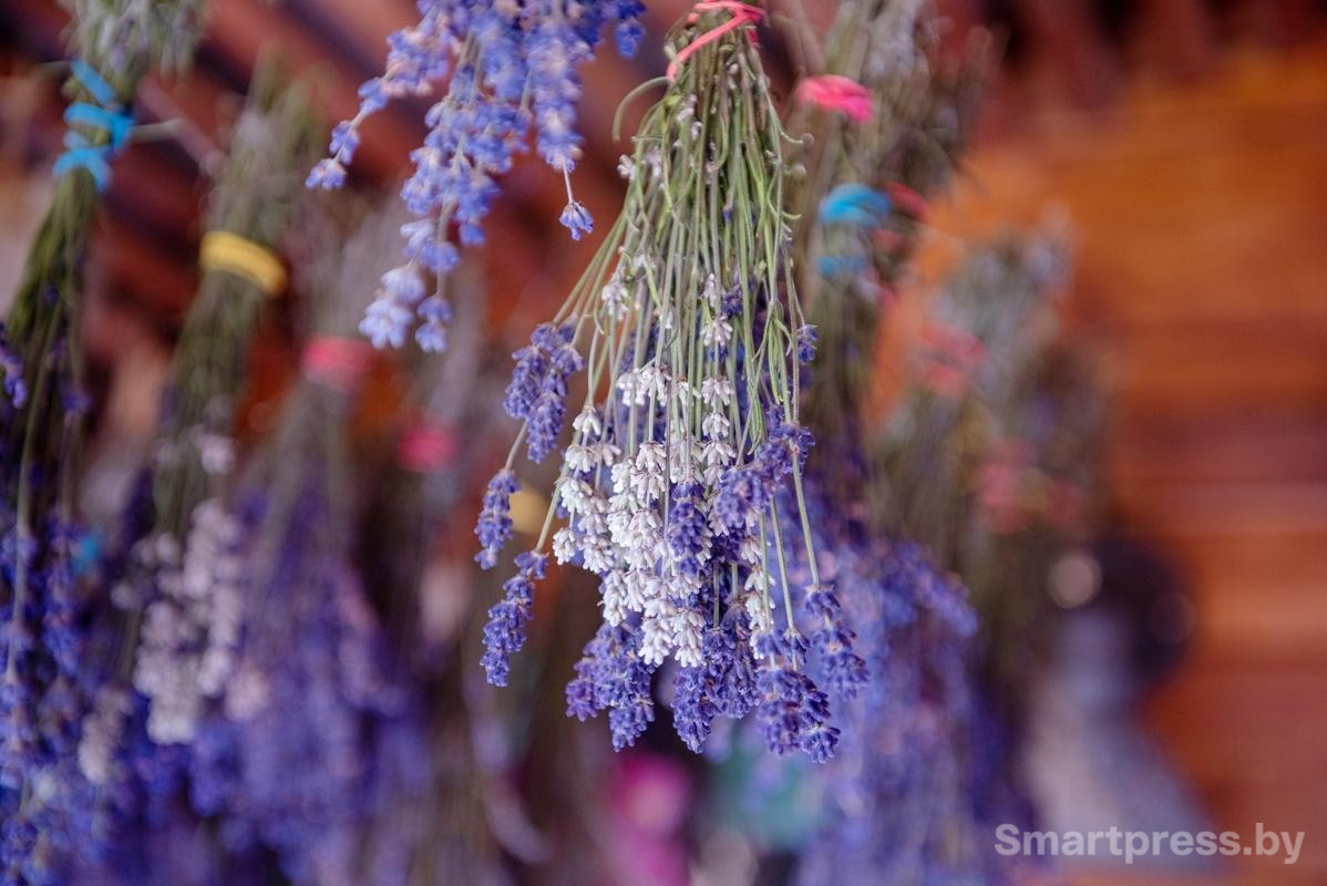 4-На поле Гущенсковых растет тысяча кустов лаванды.jpg