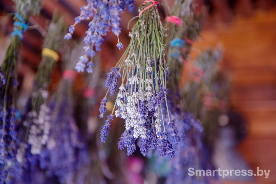 4-На поле Гущенсковых растет тысяча кустов лаванды.jpg