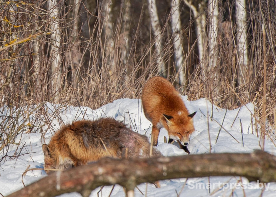 6-Две лисы зимой.jpg 6-Две лисы зимой.jpg