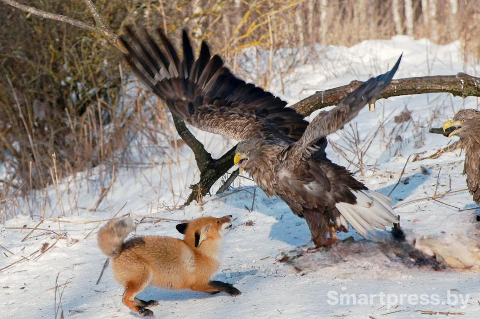 16-Противостояние лисы и орлана-белохвоста.jpg 16-Противостояние лисы и орлана-белохвоста.jpg