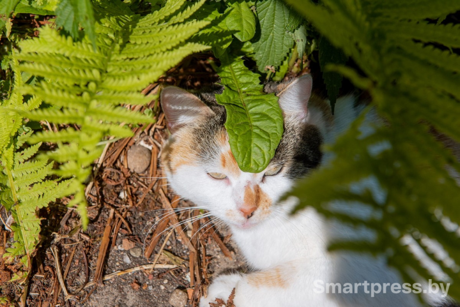 5-Кошка Китти.jpg