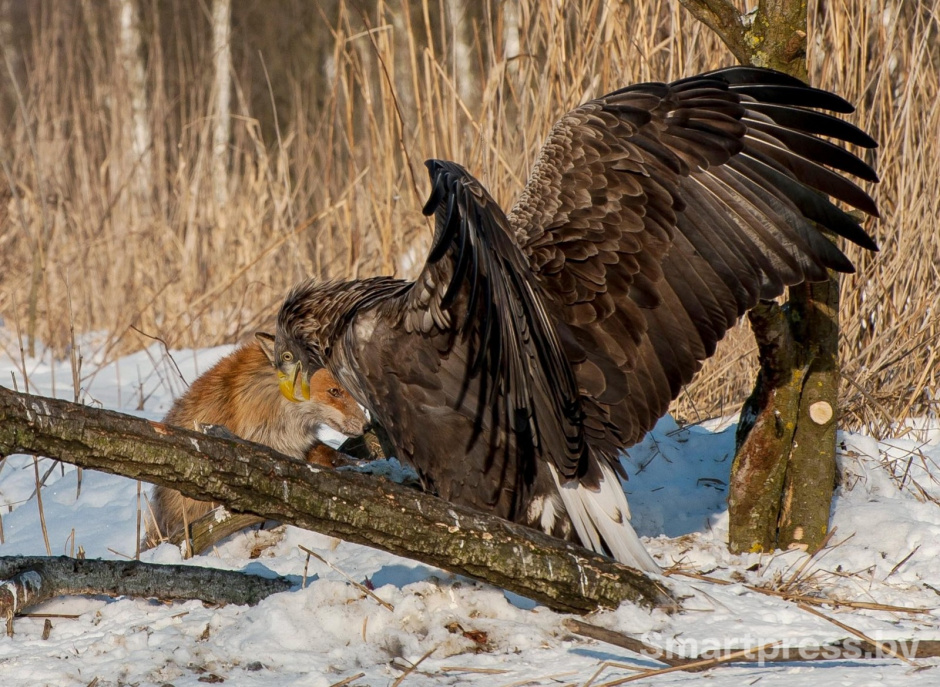 21-Противостояние лисы и орлана-белохвоста.jpg 21-Противостояние лисы и орлана-белохвоста.jpg