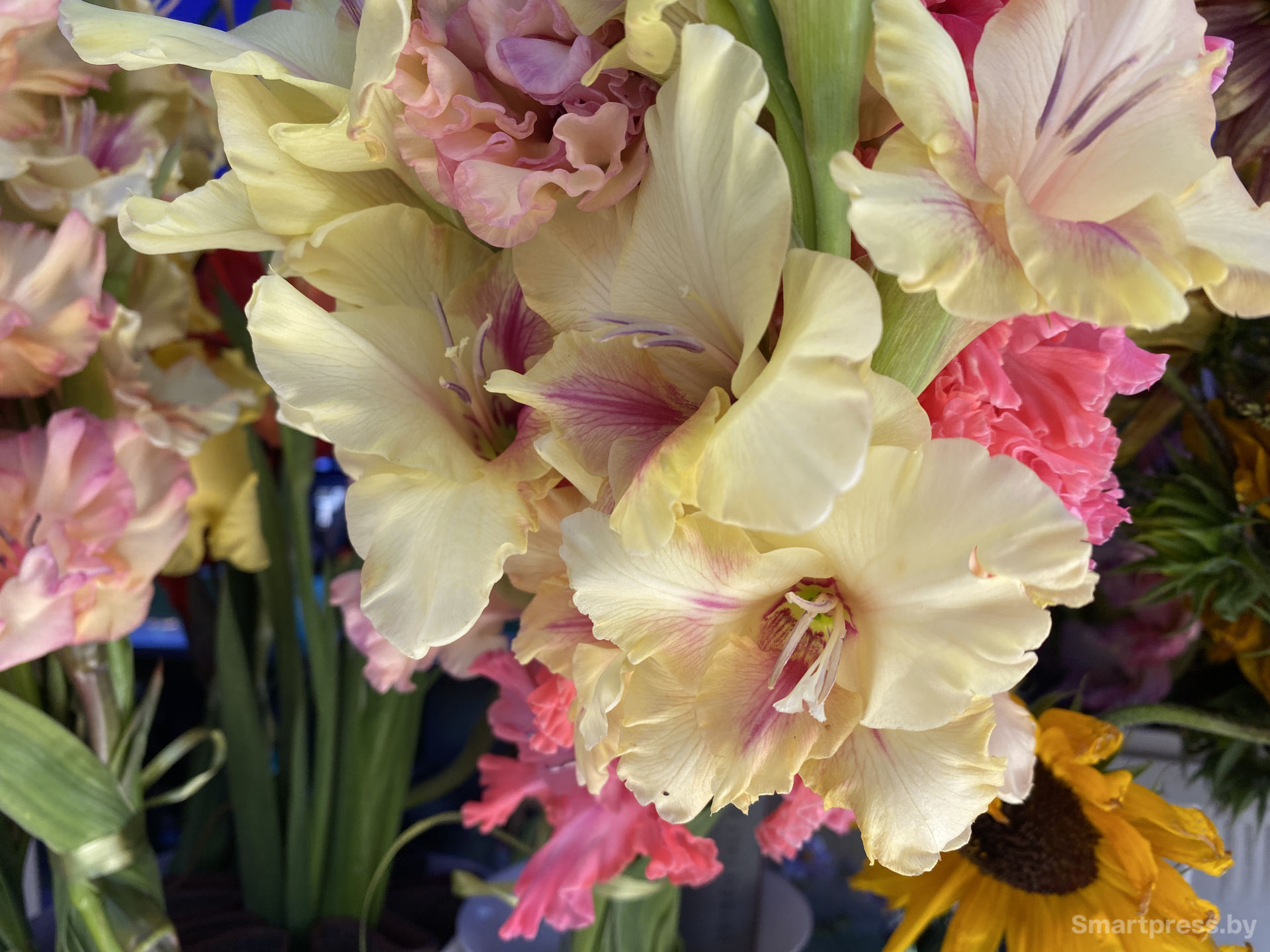 Нежный гладиолус