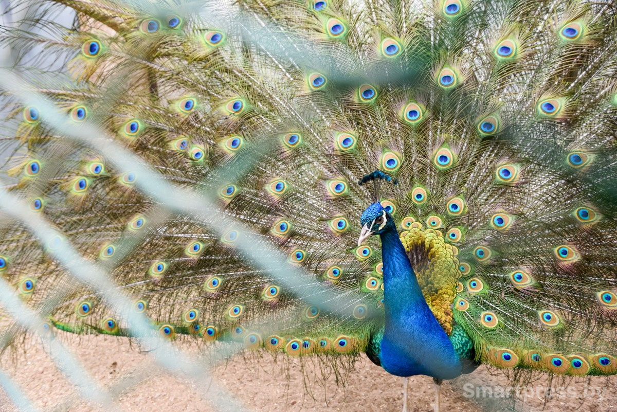 14-Павлин Федерико из Ходаково.jpg