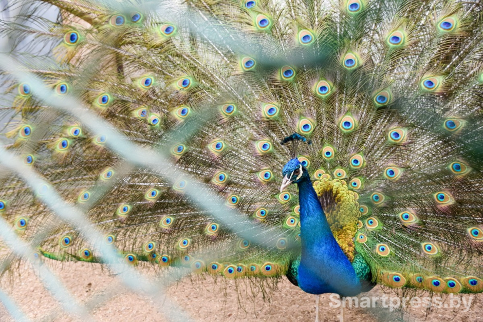 14-Павлин Федерико из Ходаково.jpg