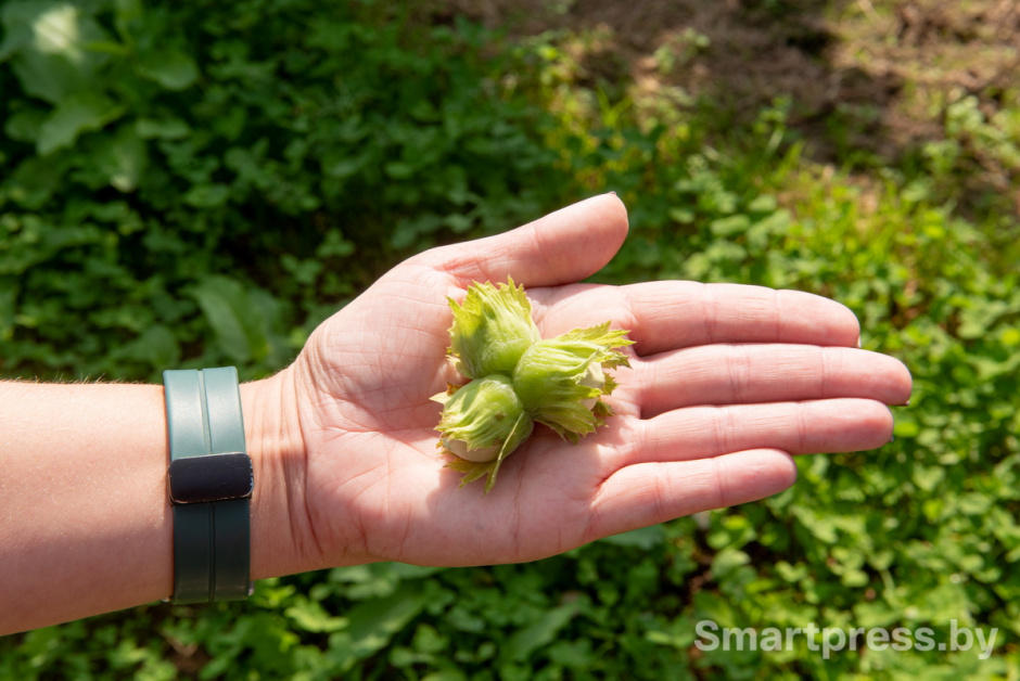 Фундоковый сад (26).jpg