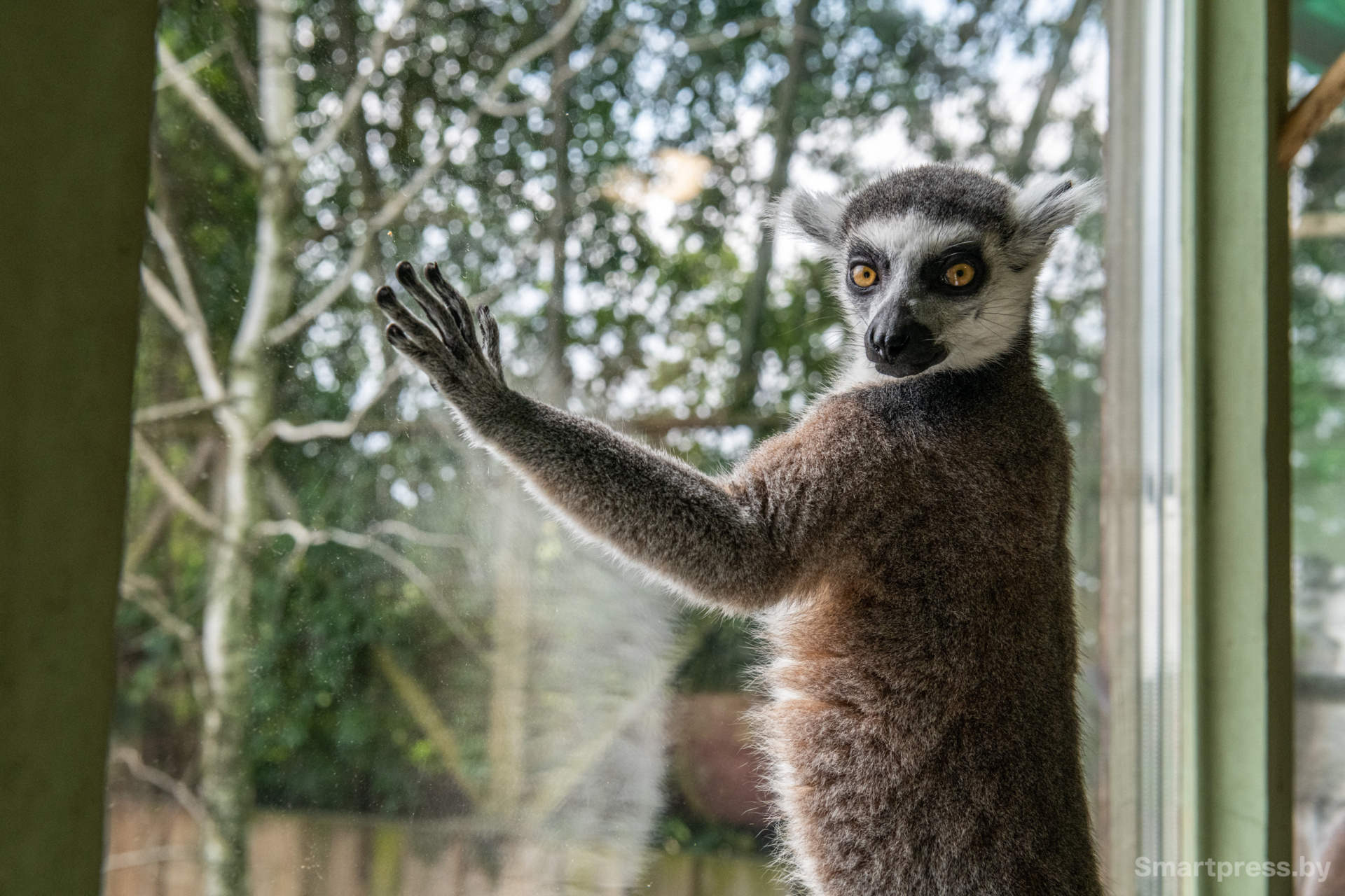 Лемур.jpg