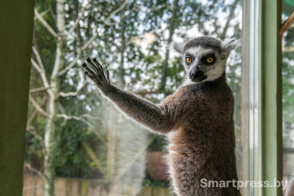 Лемур.jpg
