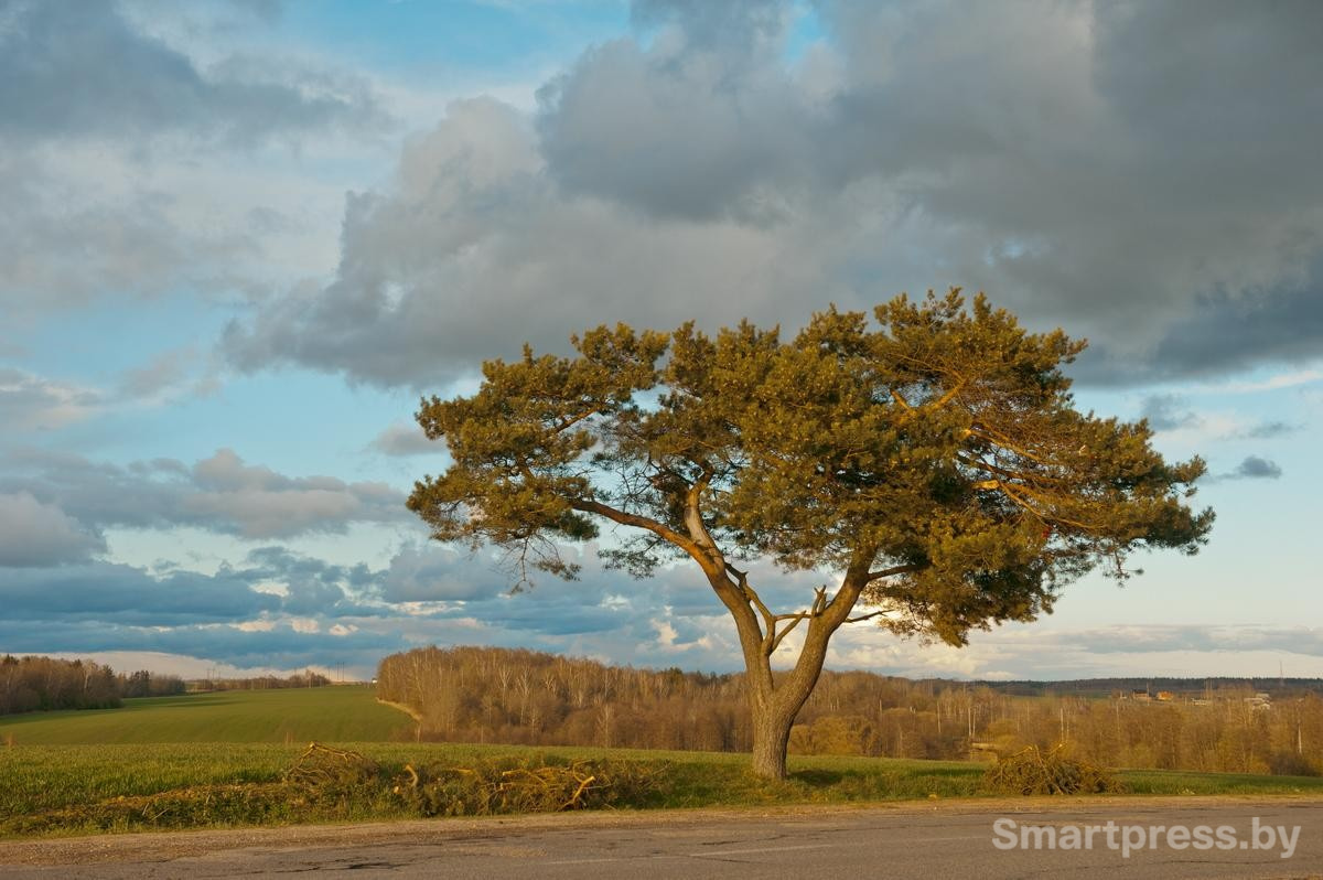 3-Дерево у дороги.jpg