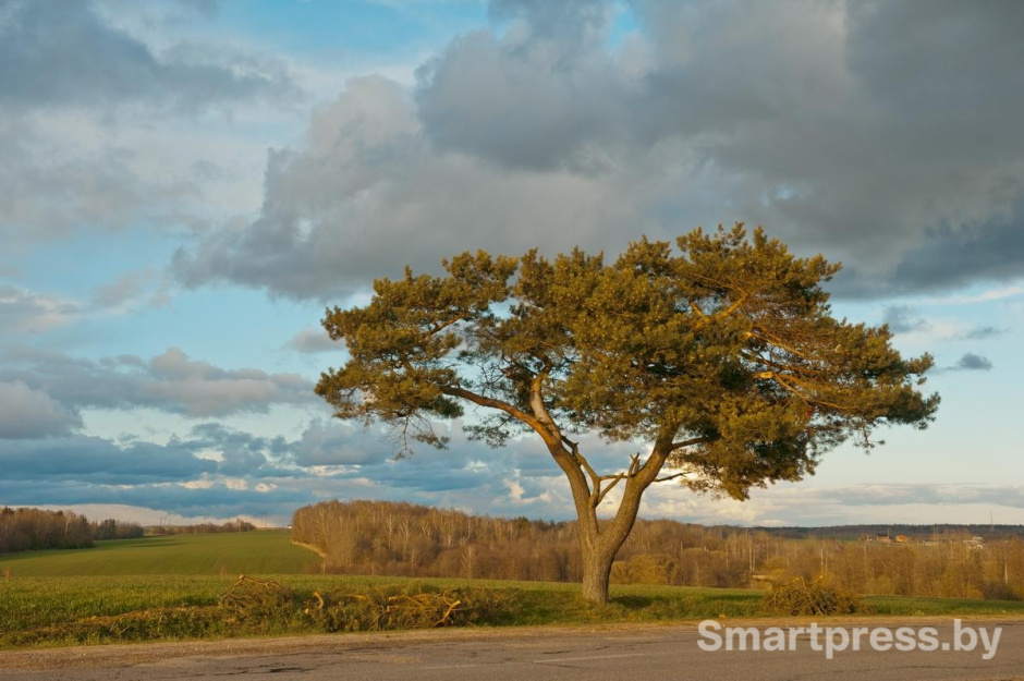 3-Дерево у дороги.jpg