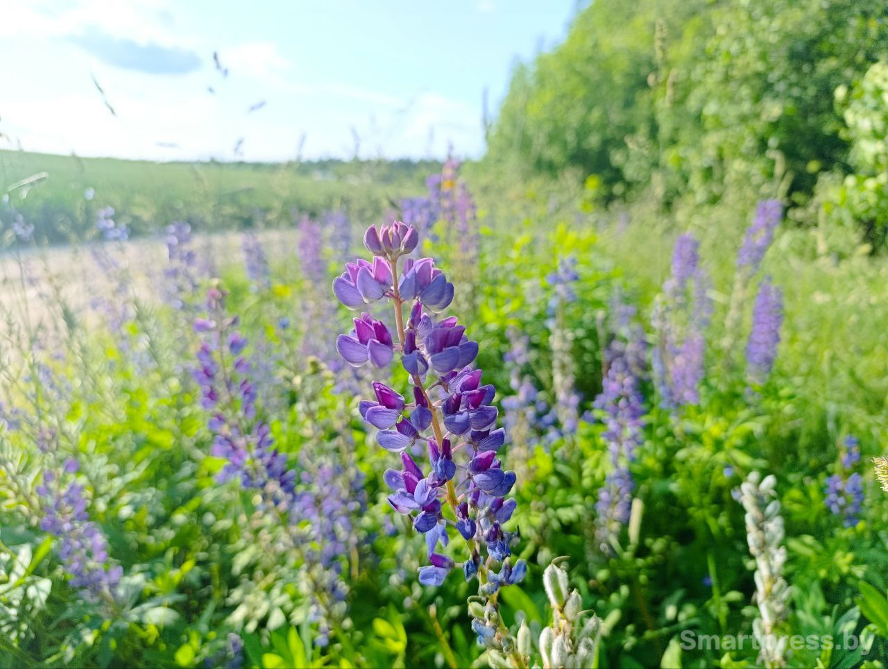Июнь. Елена Таборко