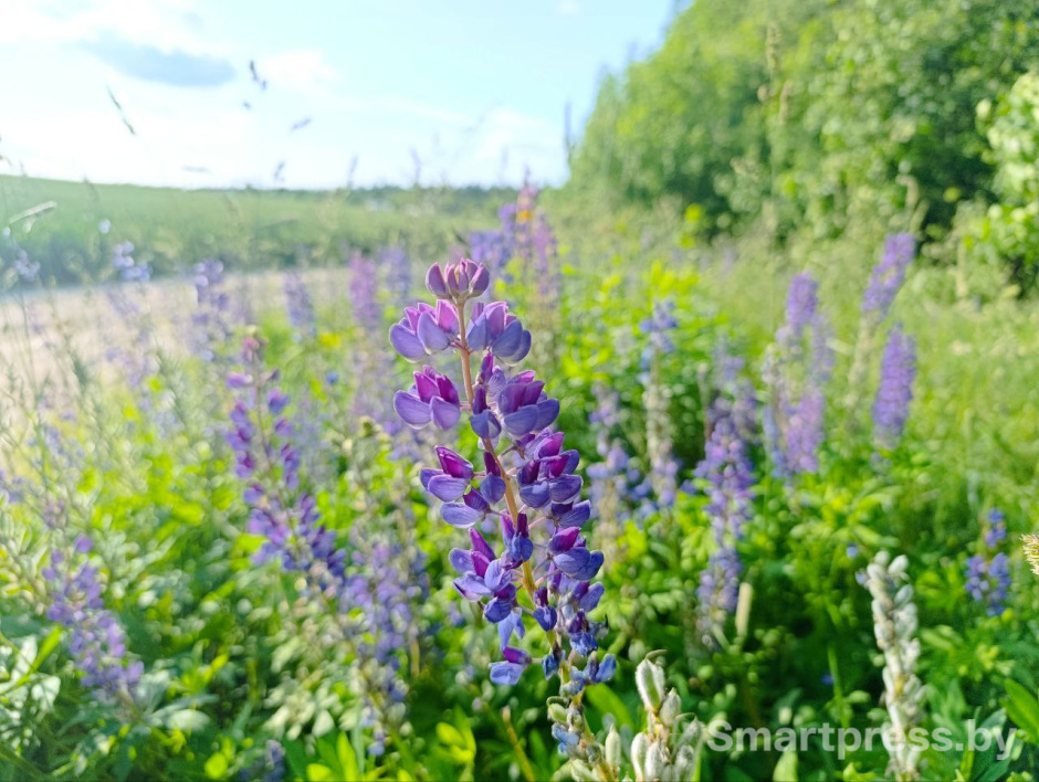 лето_погода.jpg лето_погода.jpg