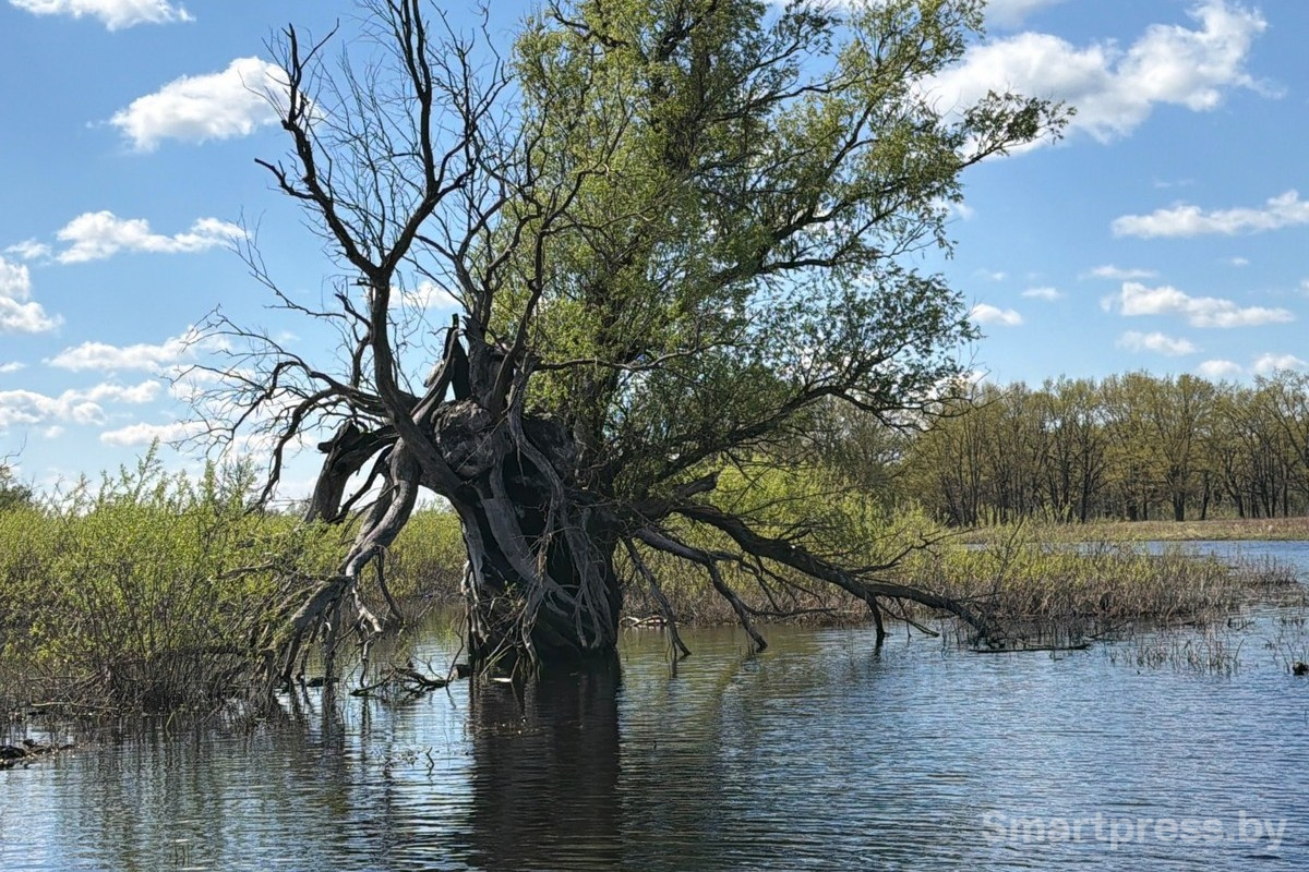 7-Пойменные леса Припяти.jpg