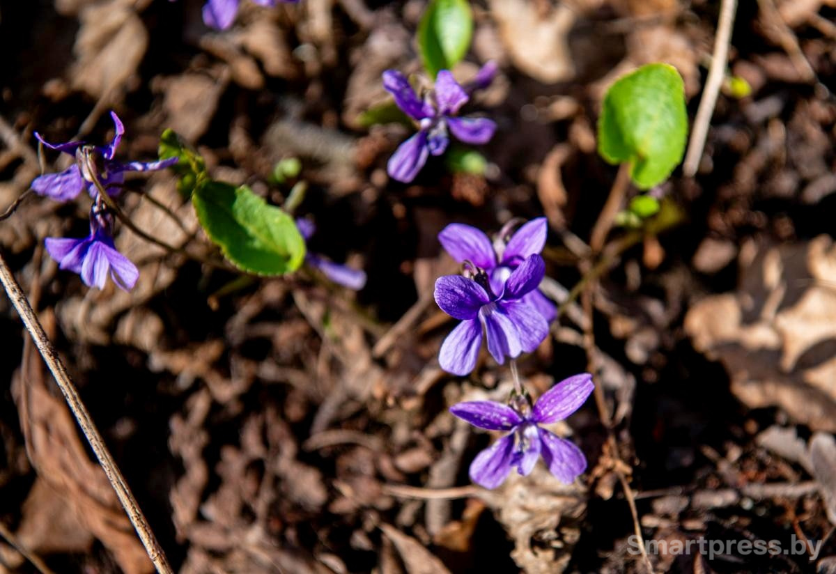 10-Лесные фиалки.jpg