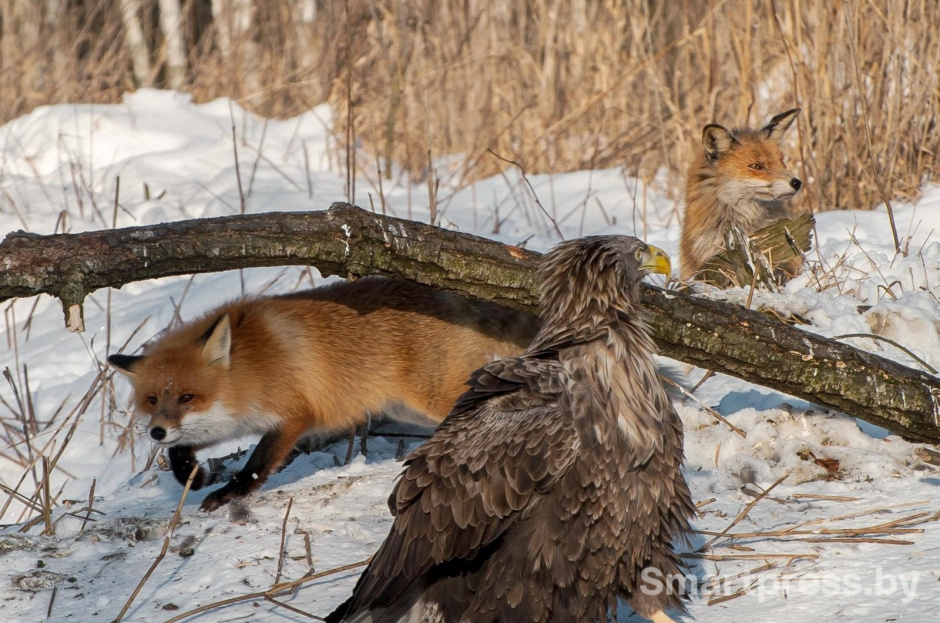 14-Лисы пытаются отобрать еду у орлана-белохвоста.jpg 14-Лисы пытаются отобрать еду у орлана-белохвоста.jpg