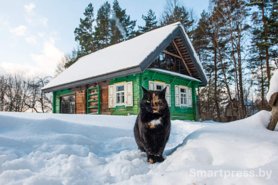 зима-кот