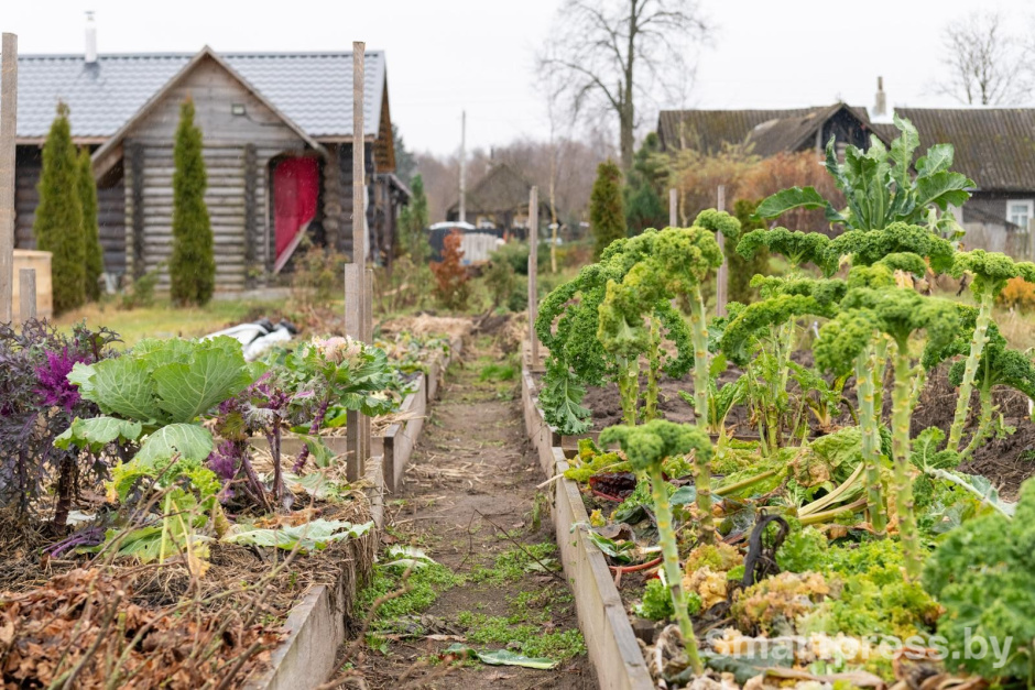 14-Огород Романа в деревне Королевцы.jpg