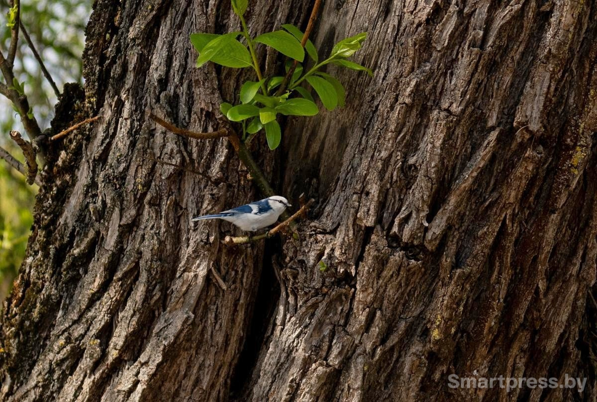 22-Белая лазоревка.jpg