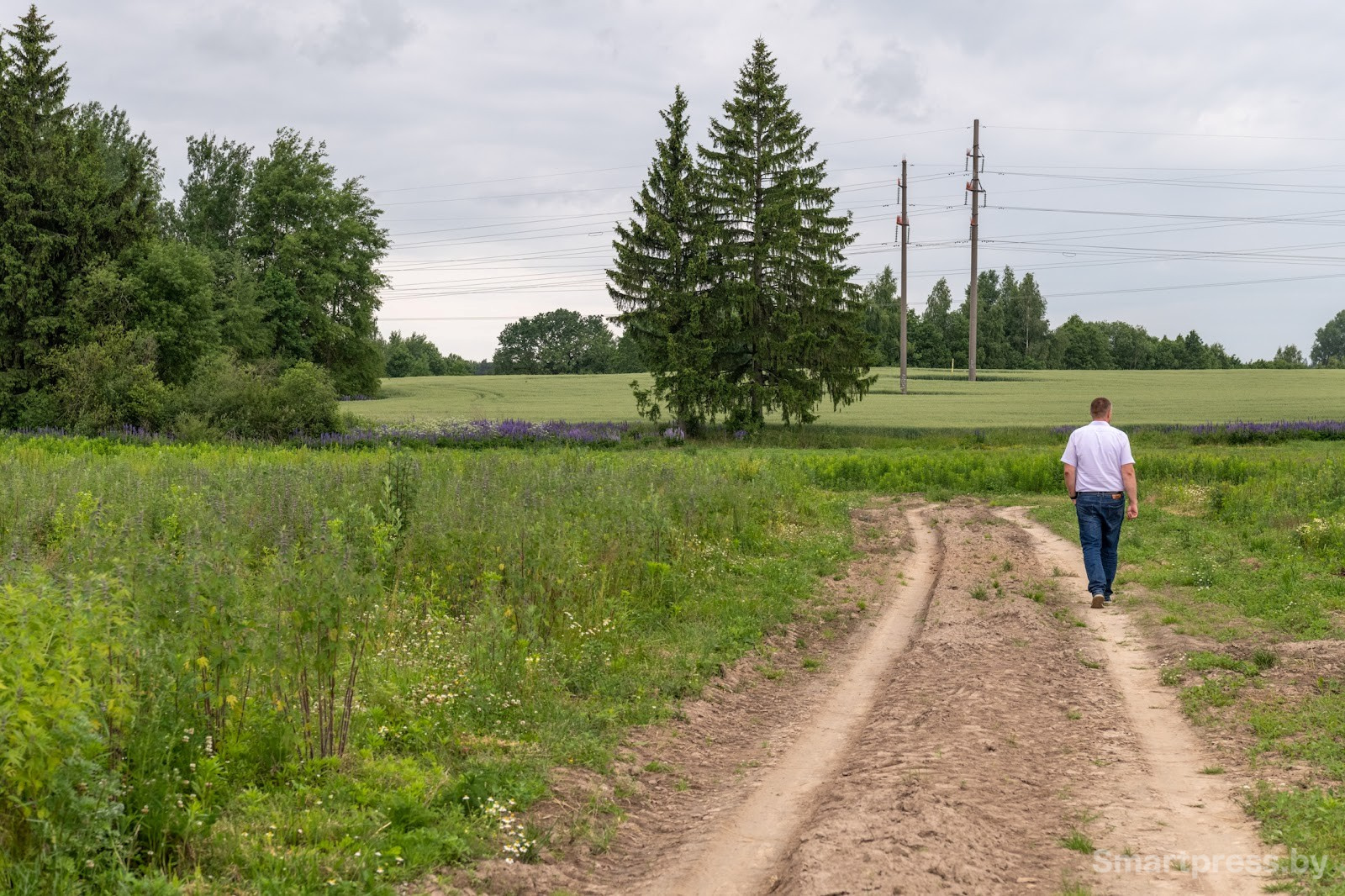26-Как собирают ромашку в деревне Пищалово.jpg