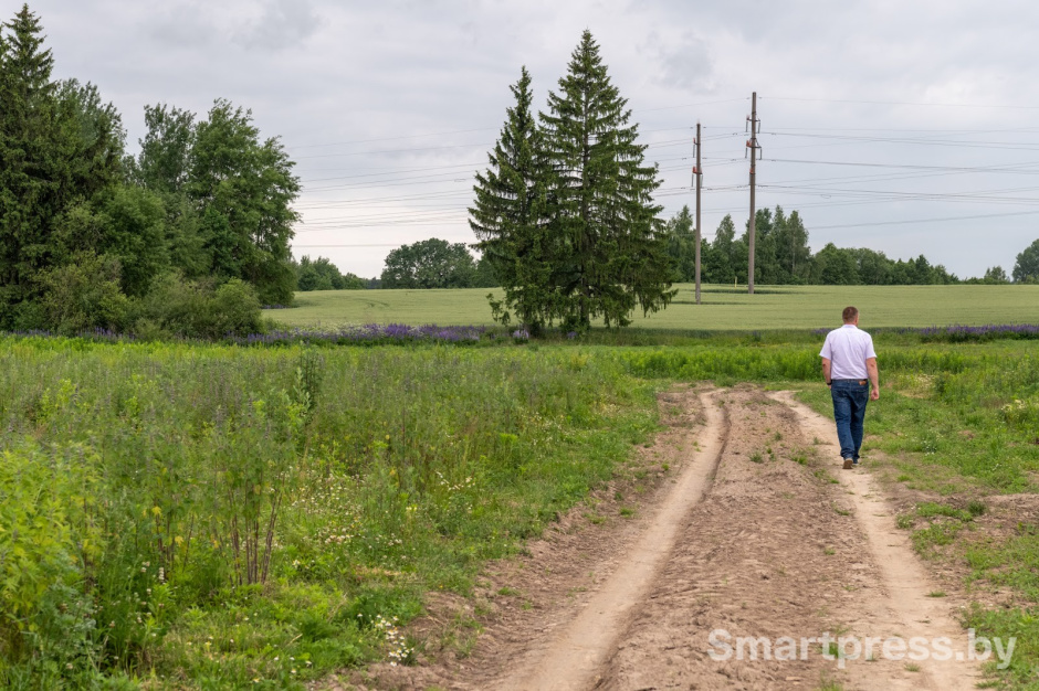 26-Как собирают ромашку в деревне Пищалово.jpg