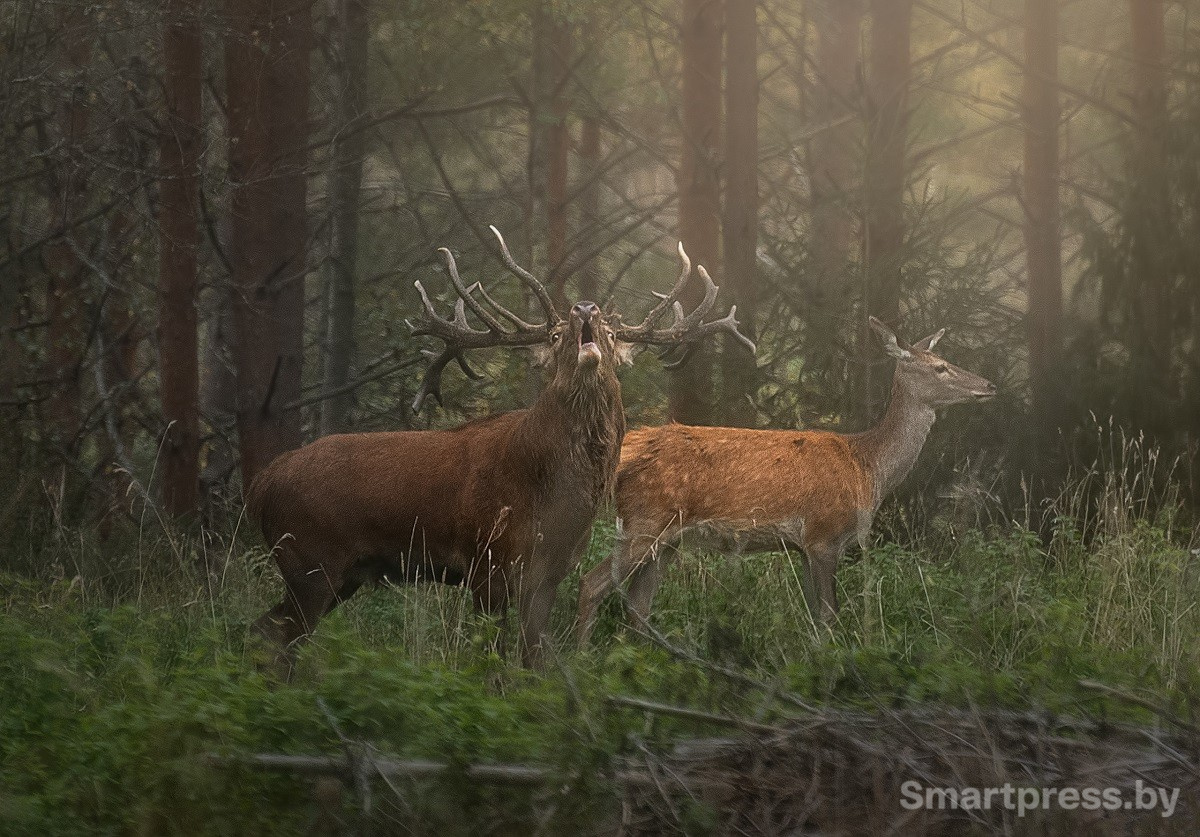 1-Фото Вожак автор Андрей Кузьмин.jpg