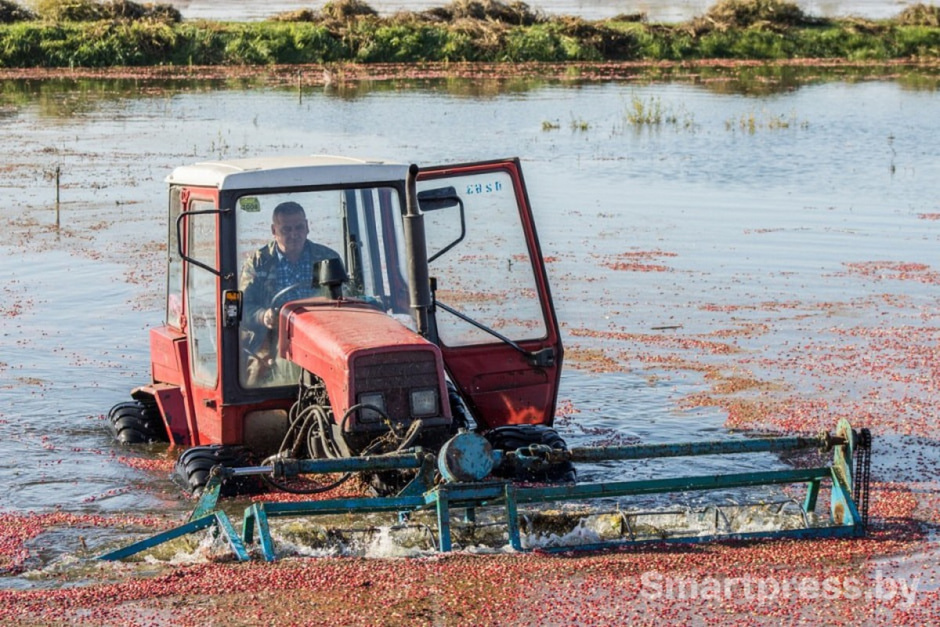 4-Сбор клюквы тракторами на Полесье.jpg