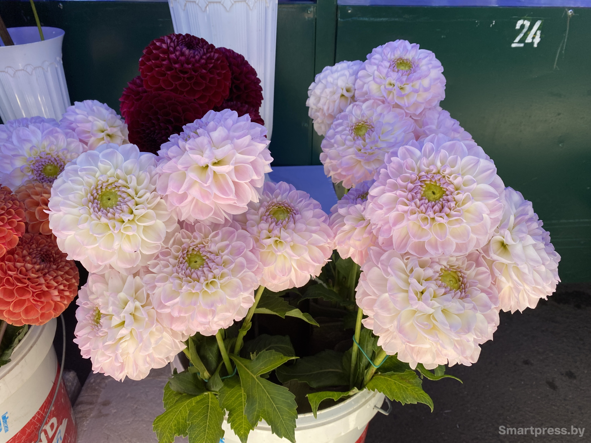 Нежные георгины