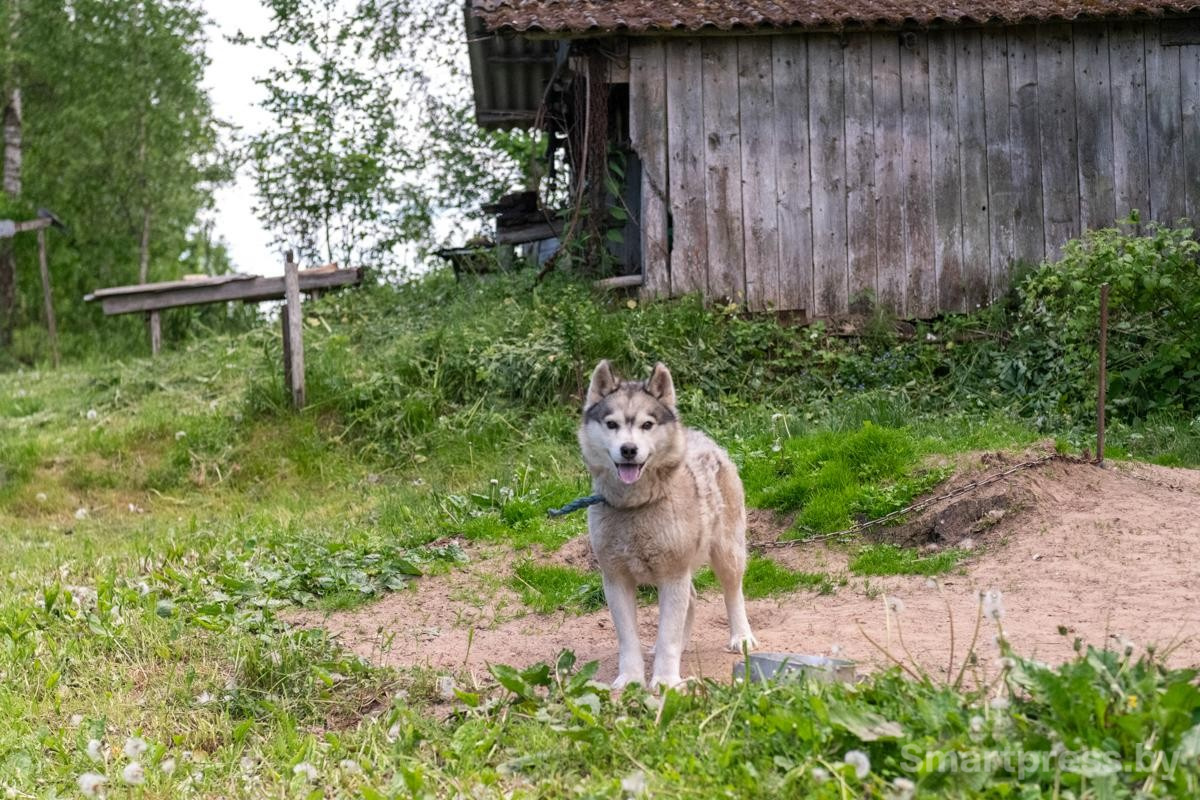 16-Сторожевая собака в деревне.jpg
