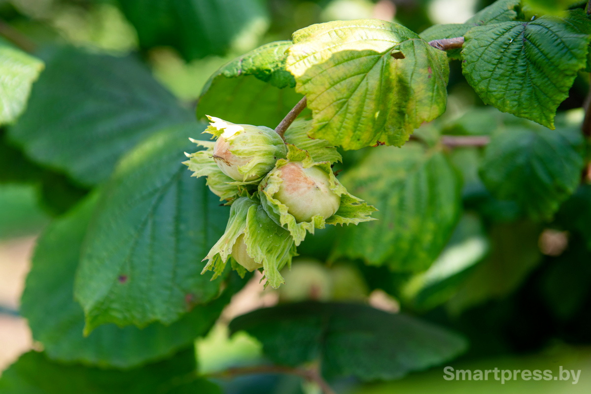 Фундоковый сад (21).jpg