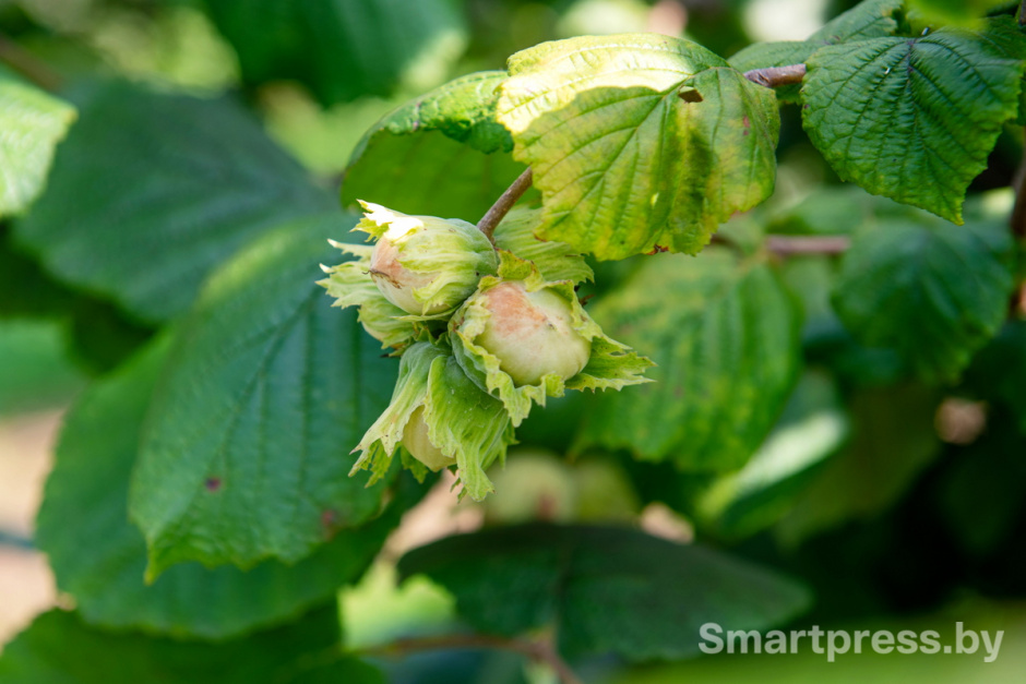 Фундоковый сад (21).jpg