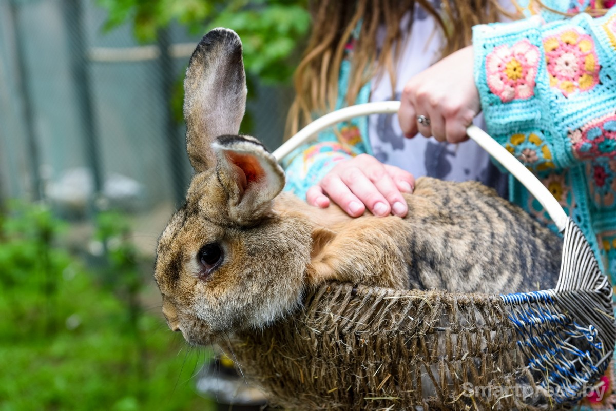 24-Зоосад семьи Марчук в Ходаково.jpg