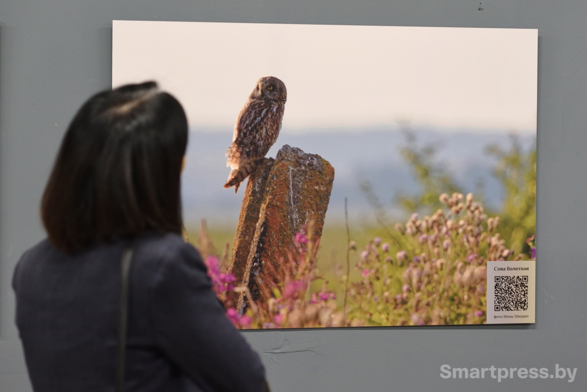 Сова на выставке