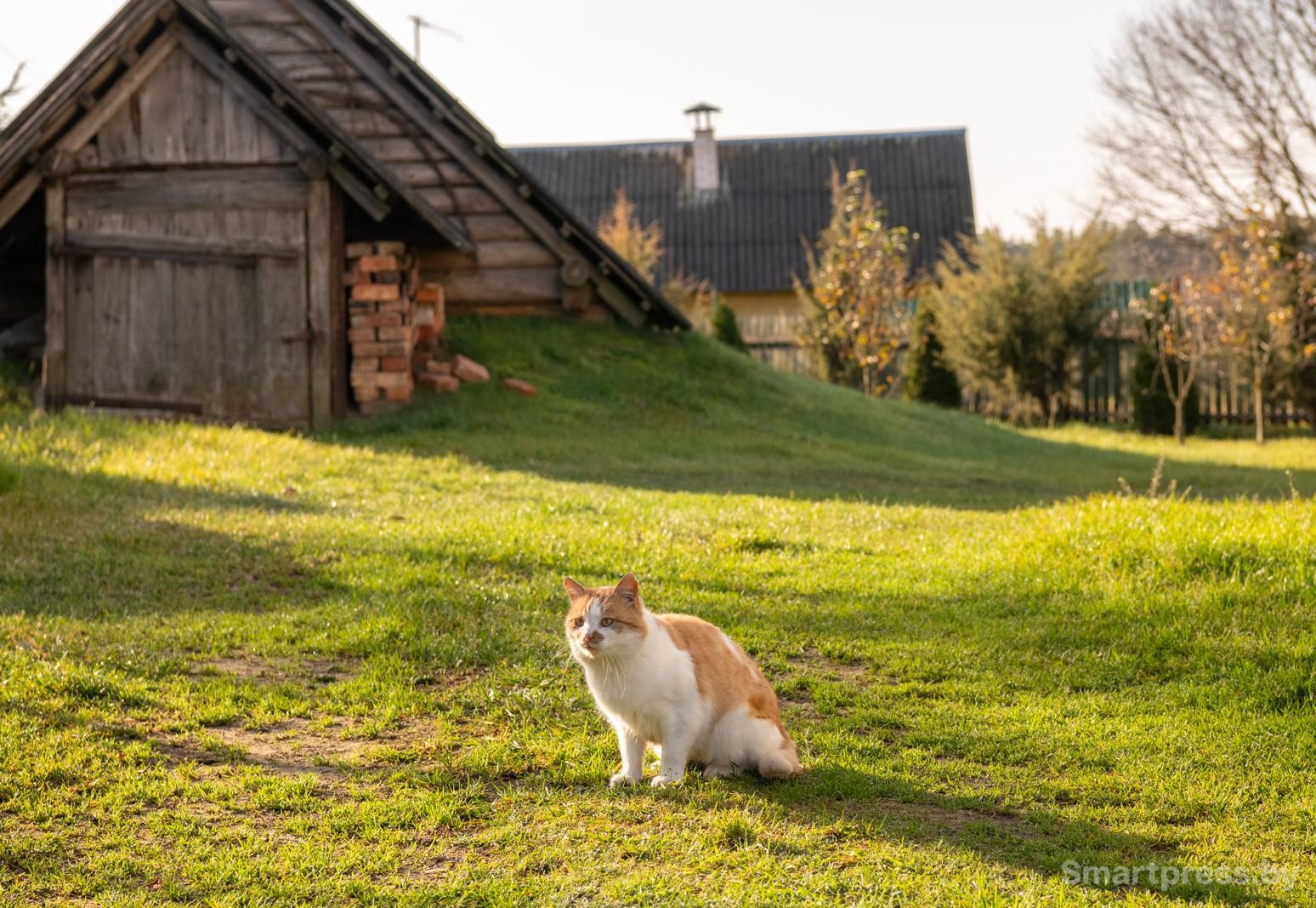 3-Рыжий кот из деревни Мешичи.jpg