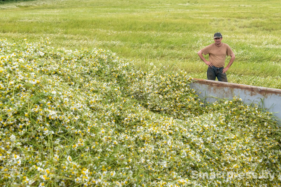 13-Как собирают ромашку в деревне Пищалово.jpg